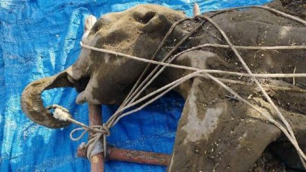 post-19087 thumbnail