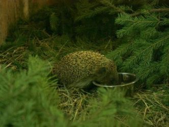 post-20625 thumbnail