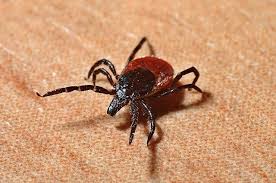 post-25644 thumbnail